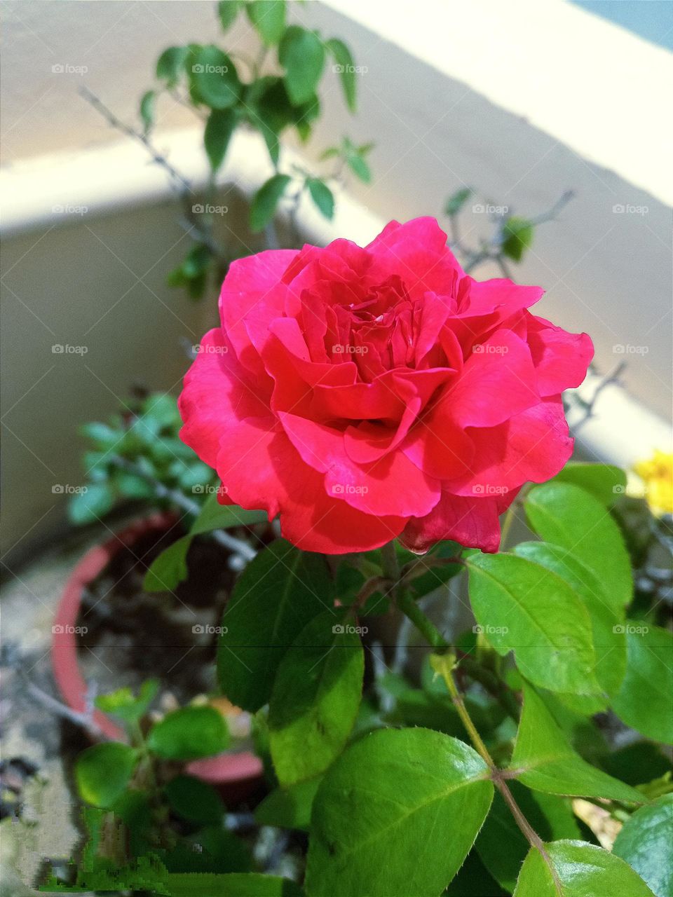 beautiful red 🔴 rose 🌹flower🌺🌻🌹🌷