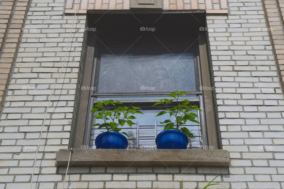 A view from below of a windowsill of an apartment building with two potted plants in New York City.