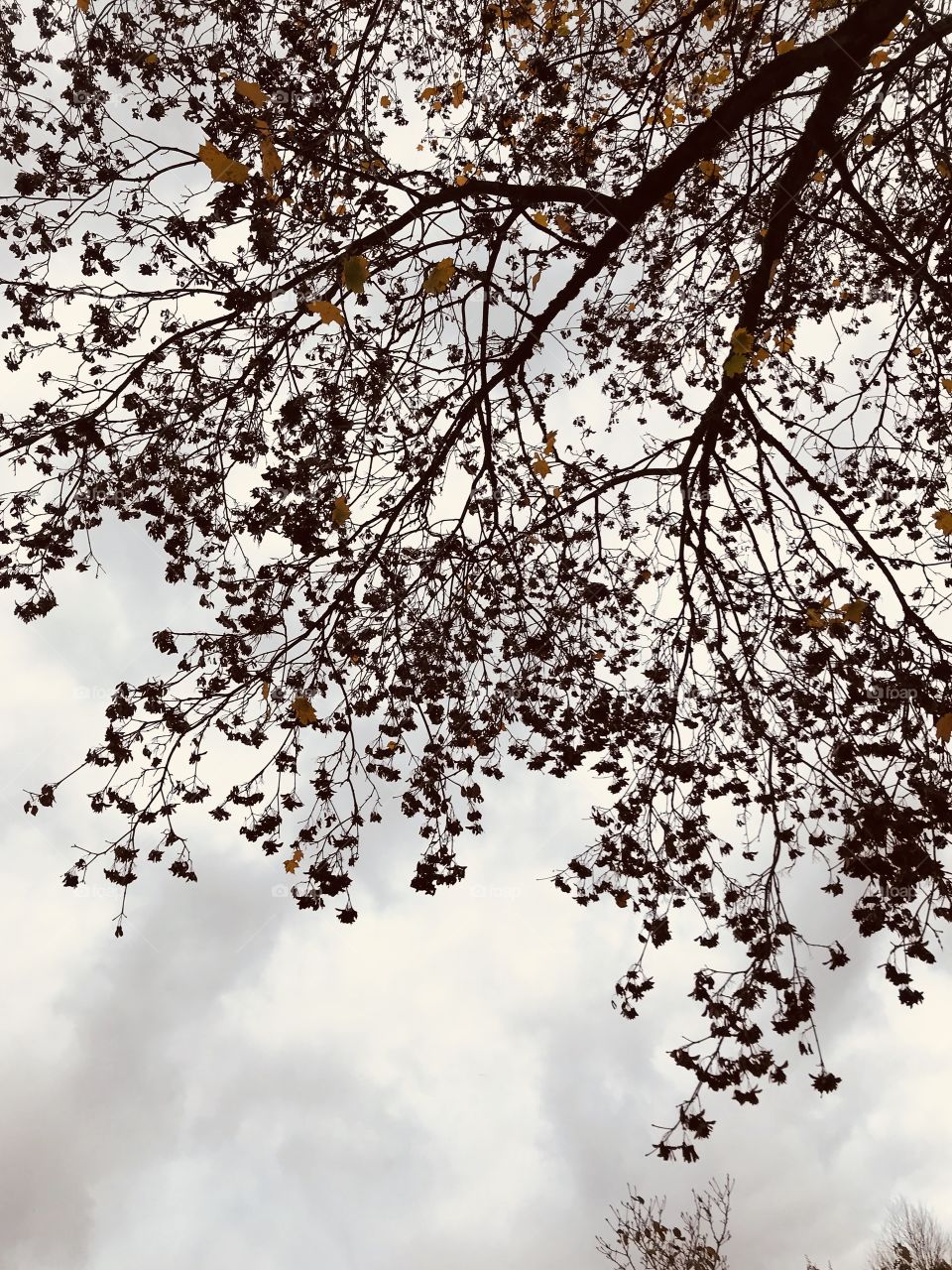 Overhanging branch in light monochrome 