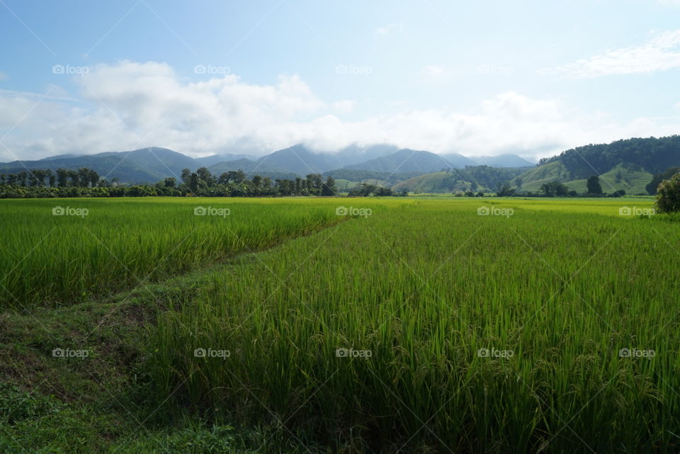 Rice, No Person, Landscape, Agriculture, Rural