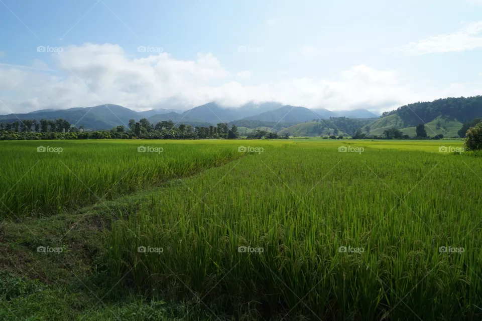 Rice, No Person, Landscape, Agriculture, Rural