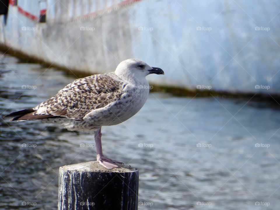 Seagull Baltic Sea 