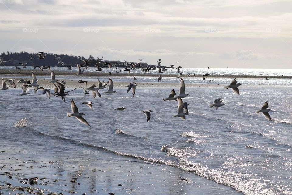 Flock of seagulls 