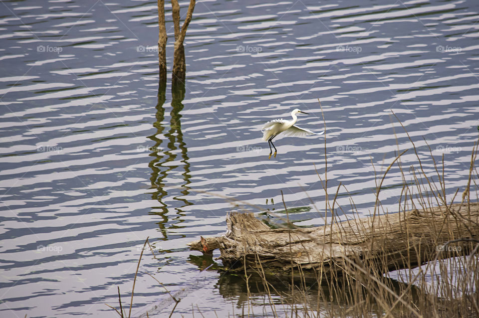 White egret Flying on the water at Wang Bon dam ,Nakhon nayok in Thailand.