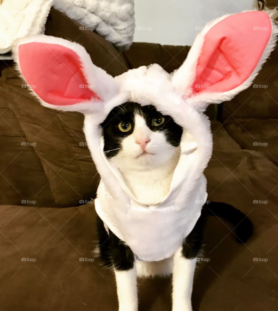 Müt auditioning for the Easter Bunny
