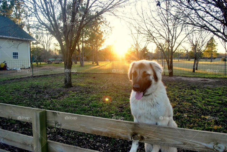 Texas sunset. Dog enjoying the sunset