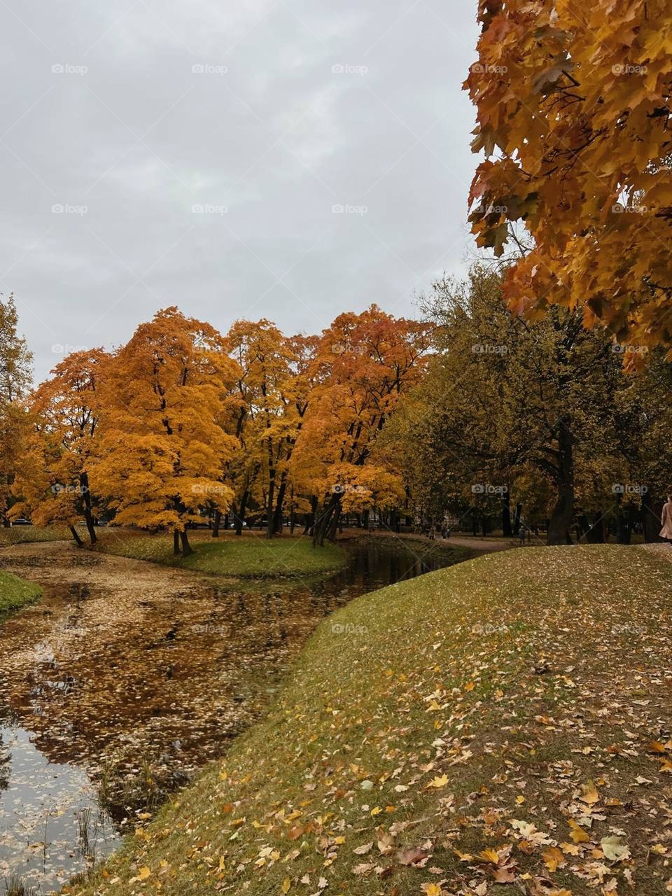 photo while walking in an autumn, yellow park during cloudy weather