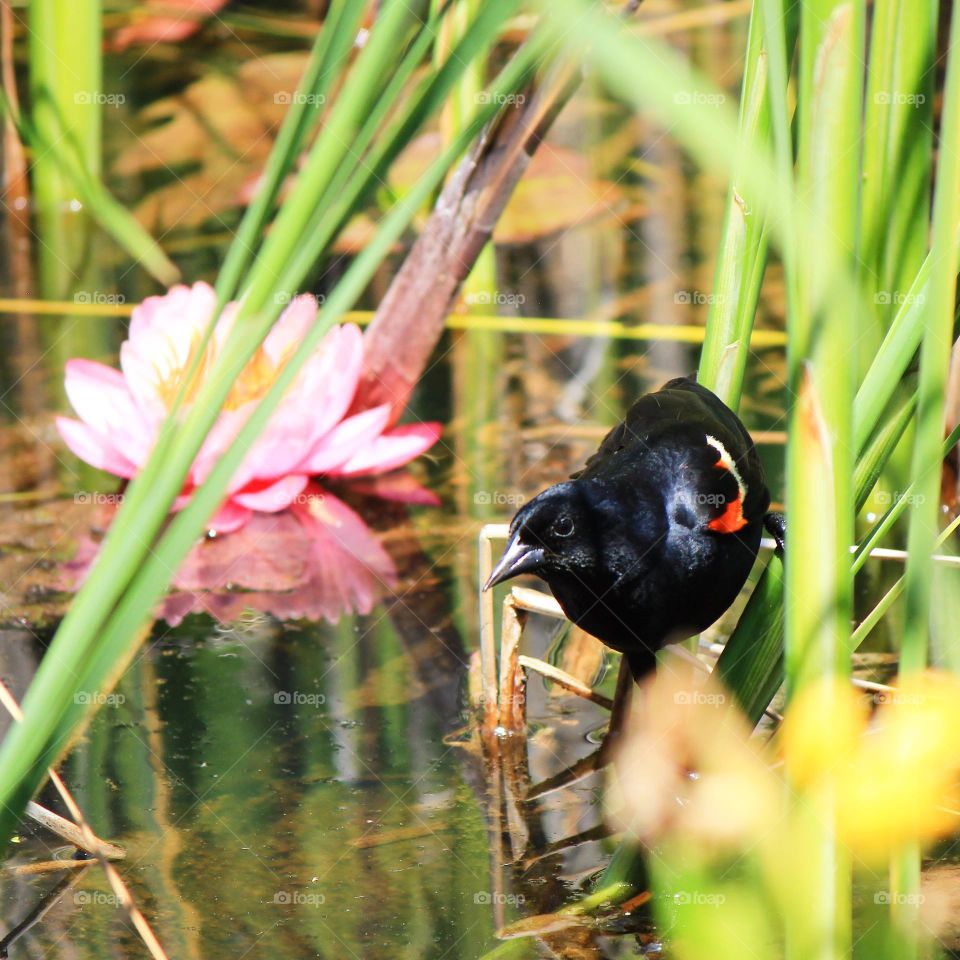 Red winged beauty 