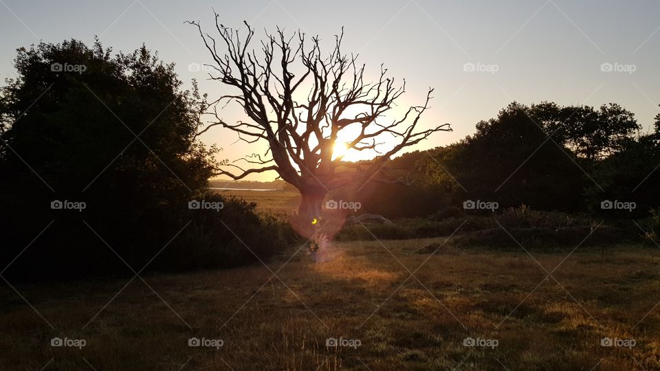 Sunrise trough a shadowy large dead oak tree in an open field flanked by trees and bushes on either side and open view towards a bay behind the oak tree