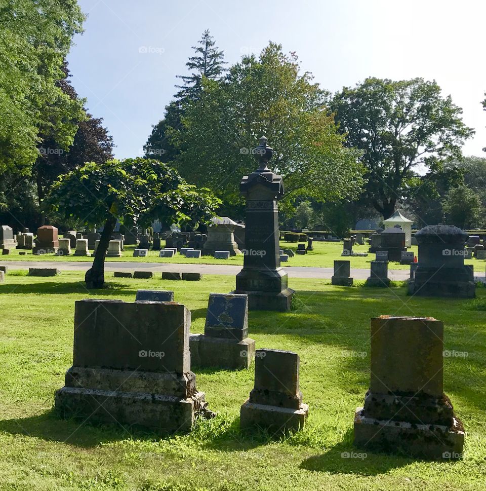 1840s Camperdown Elm in Cemetery Glory