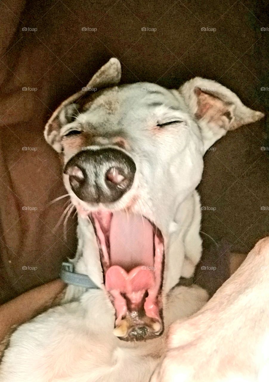 Dog yawning with mouth wide open. Cute dog head shot. Sleepy puppy yawning. Dog mouth open wide yawning, eyes closed🐾🐕 Italian Greyhound🐾