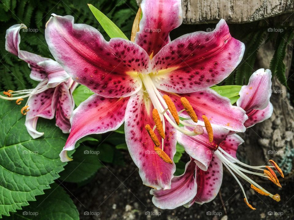 Summer is in full bloom. 