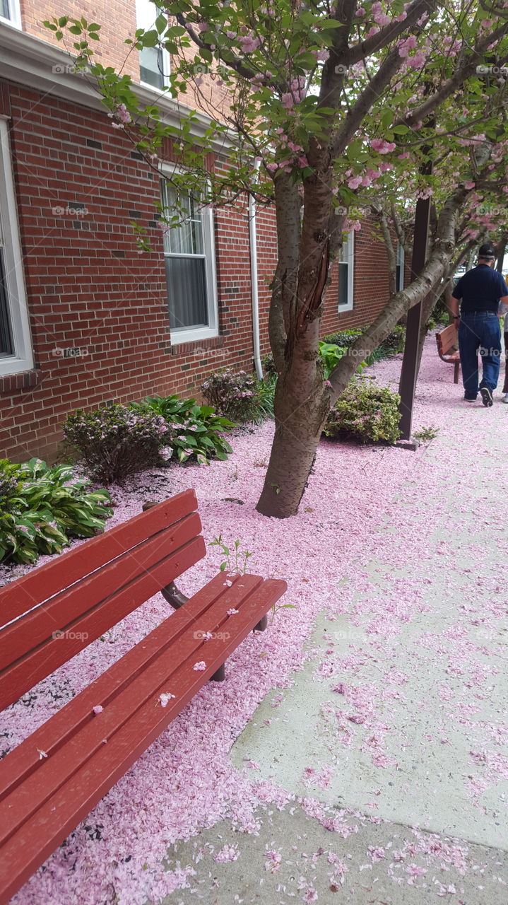 petals everywhere