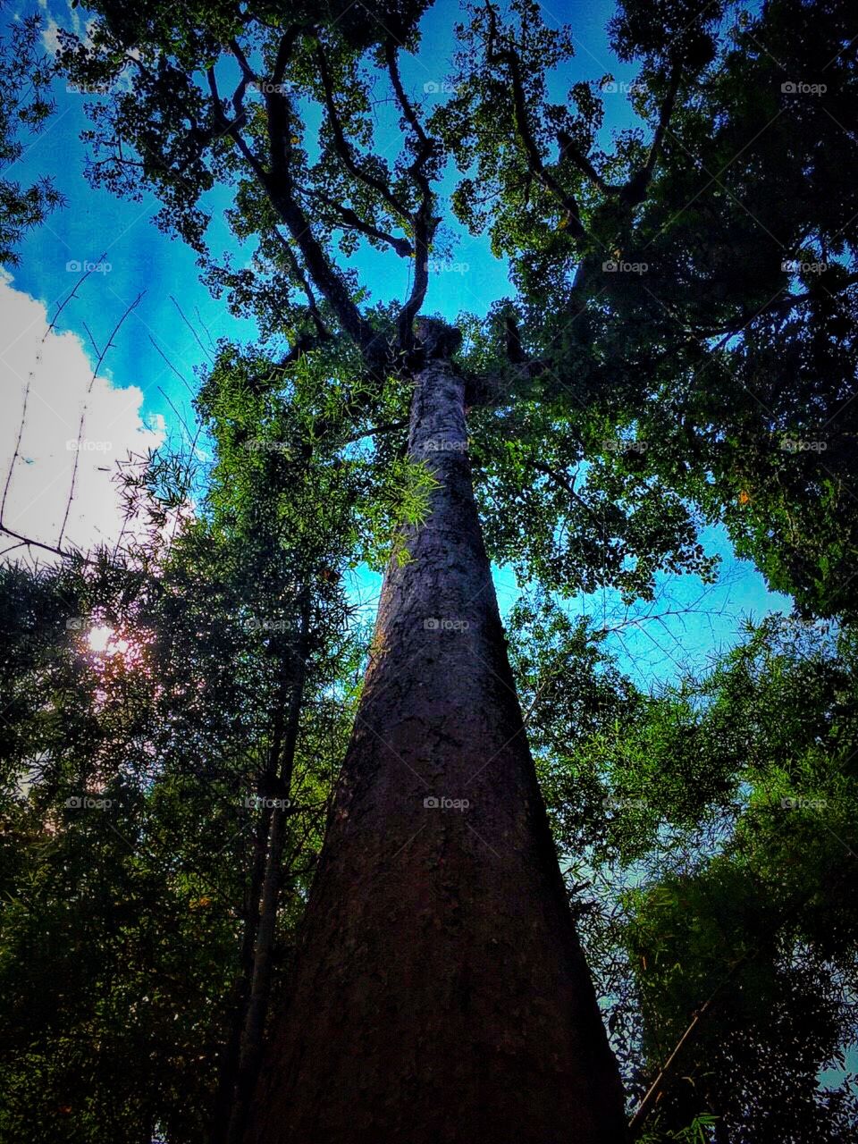 Tall trees to survive