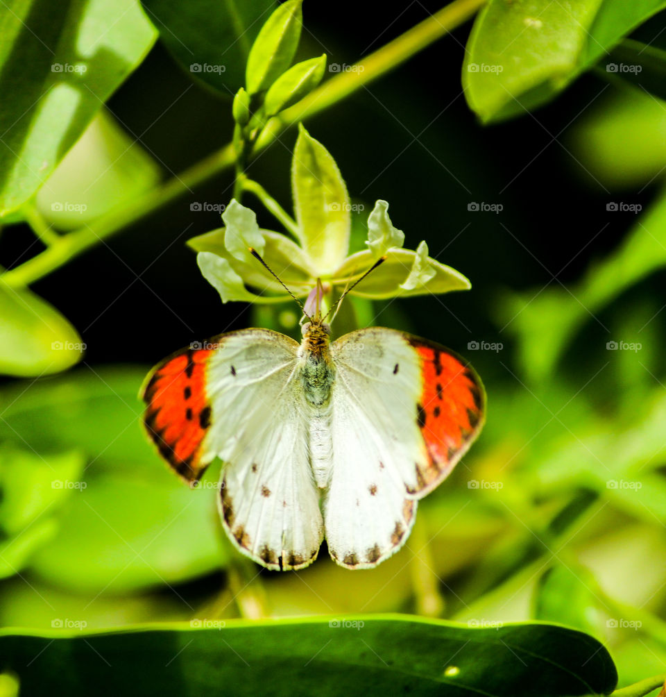 A shot of butterfly taking sweet honey from flower #nature sugar