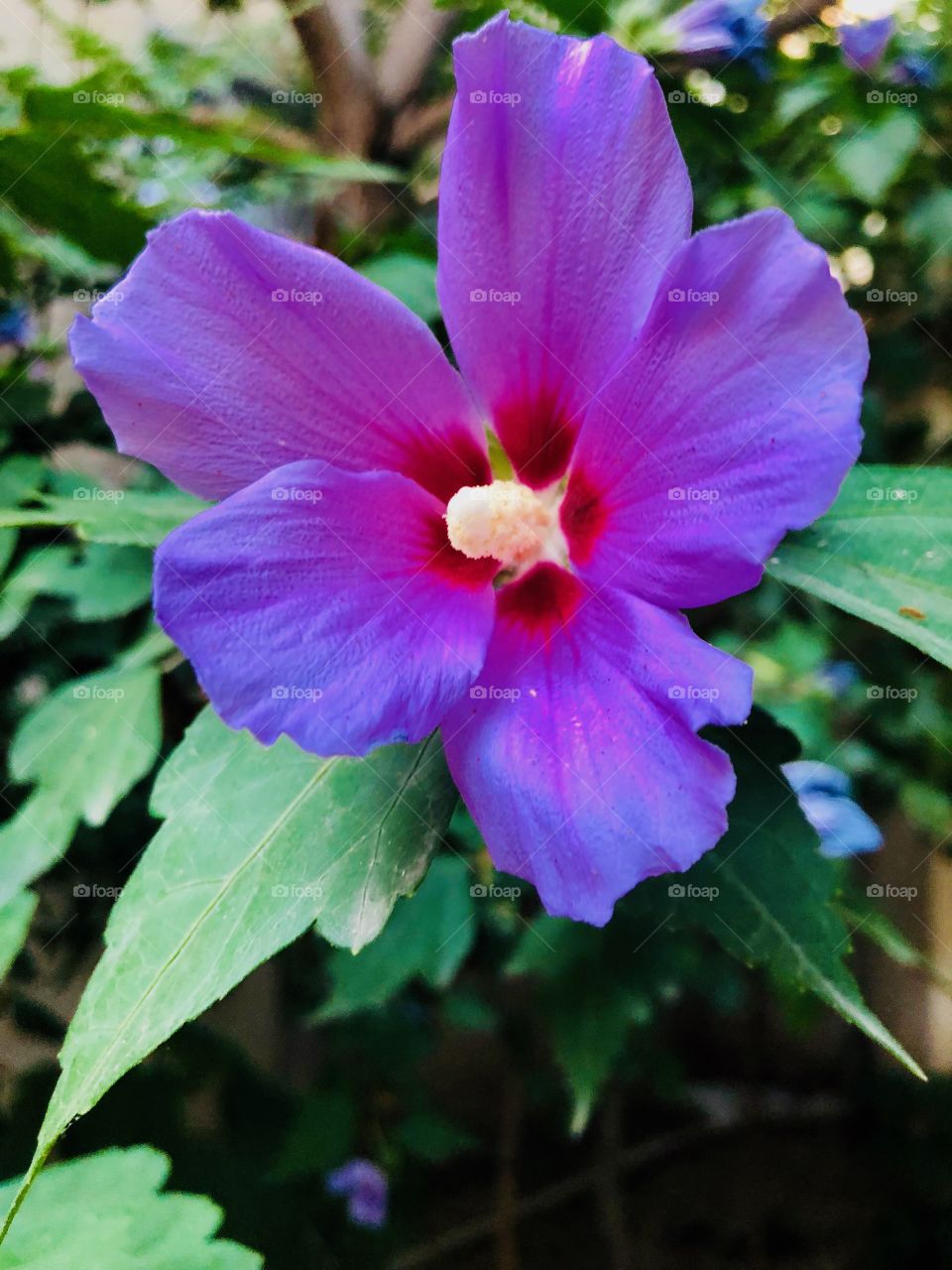 A beautiful flower with purple petals 