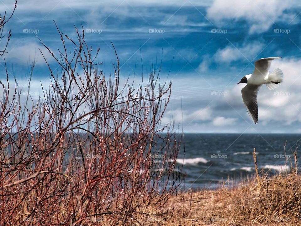 spring flight