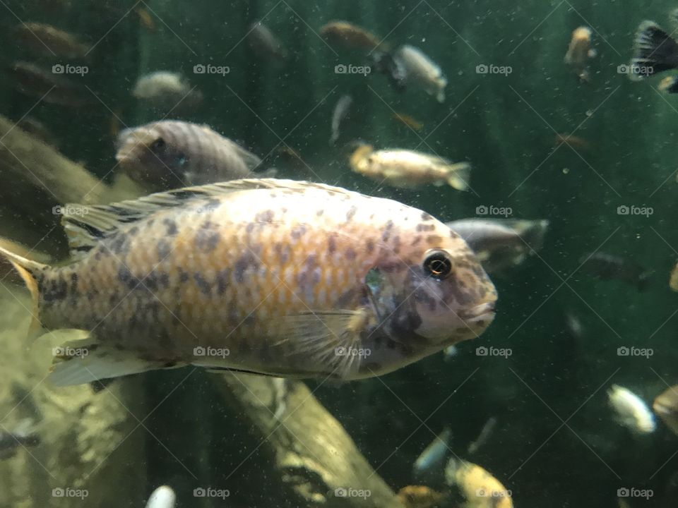 Closeup on a fish in a tank