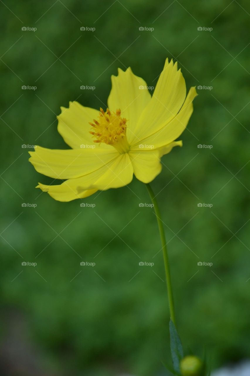 Yellow flower