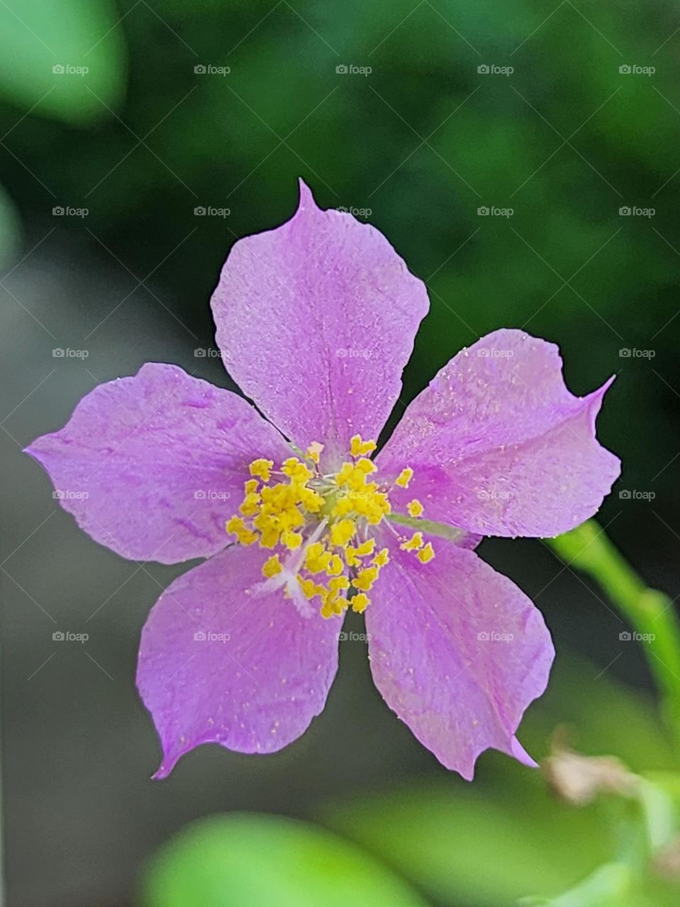 purple rose with yellow heart