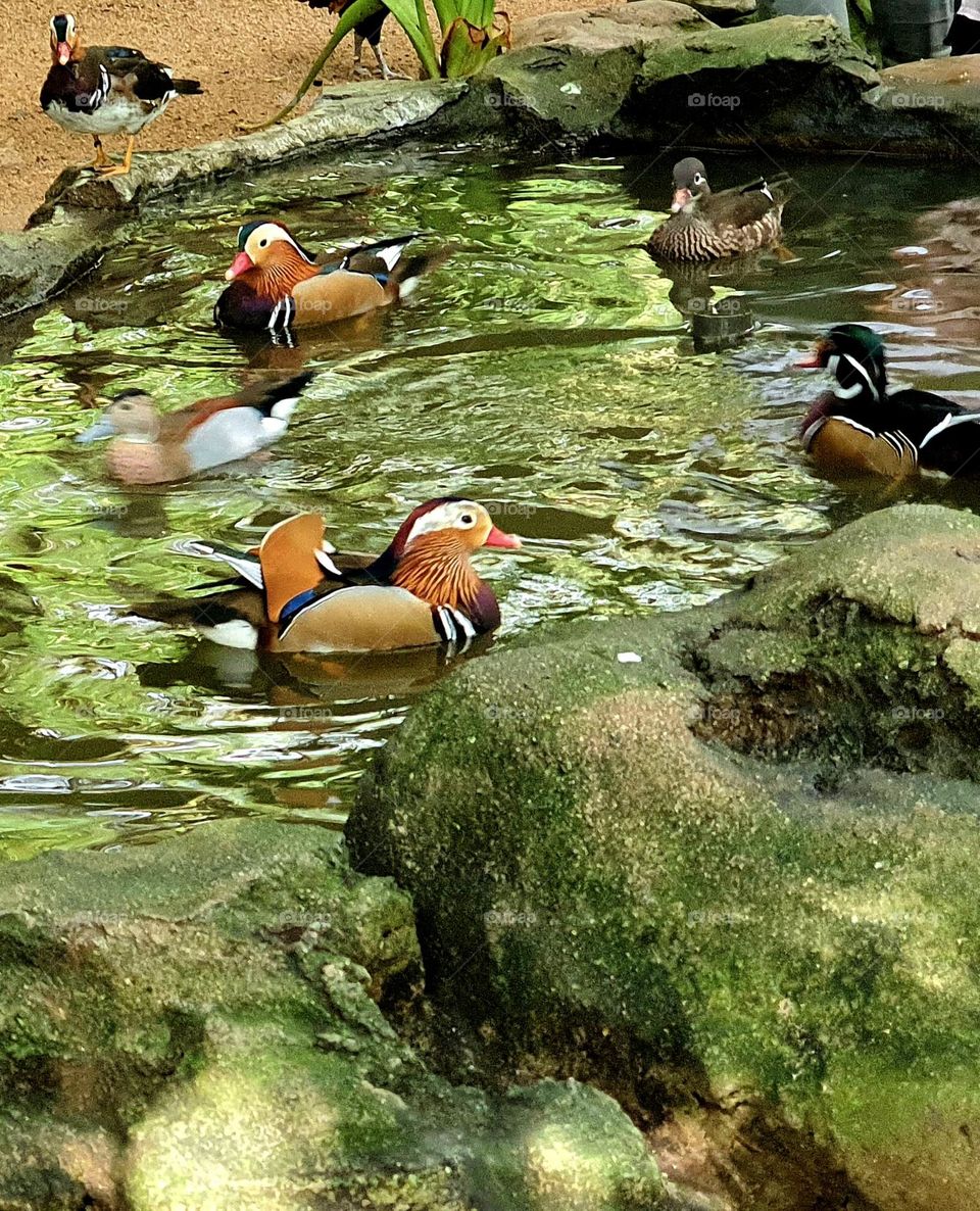 Ducks Swimming in the Pond