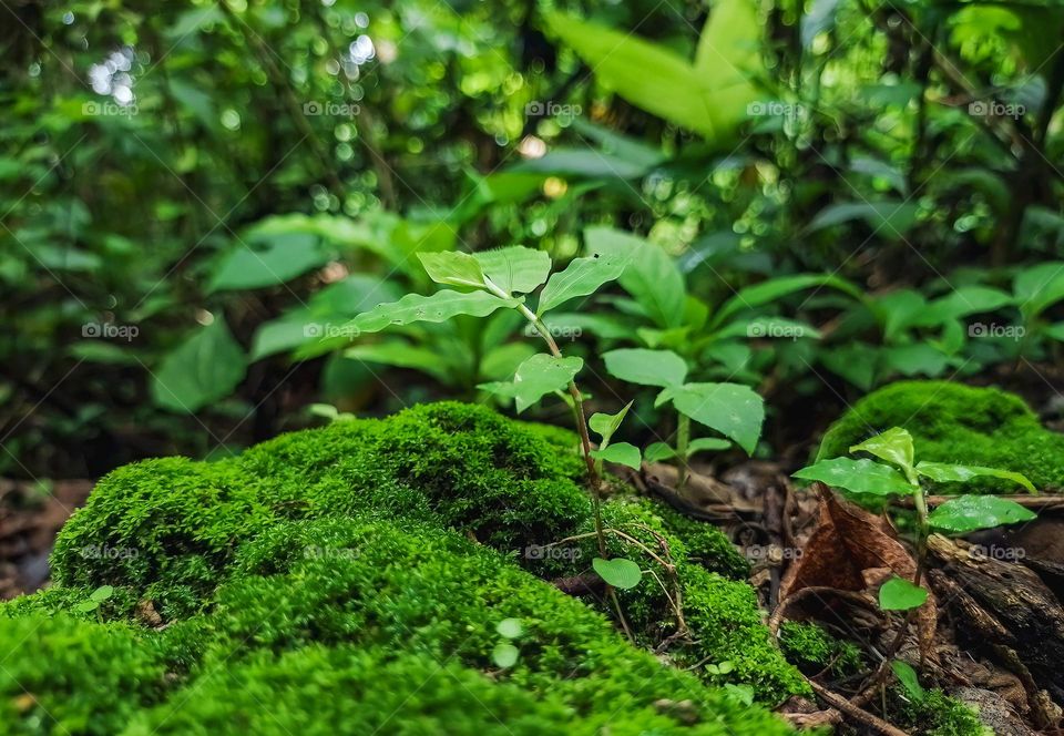 Plant between trunks and stones with moss, in the middle of a large forest full of vegetation