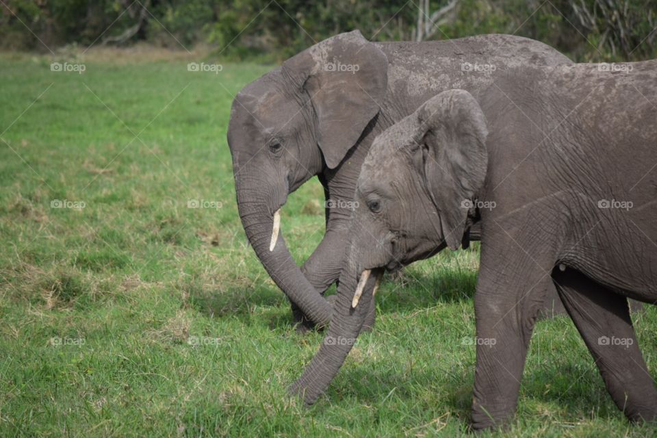 Elephants in Kenya South Africa Safari