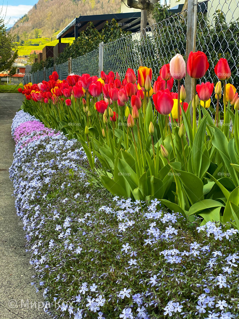 tulips planted in a row, yellow-red flowers, yellow tulips, red tulips, beautiful flowers, spring flowers