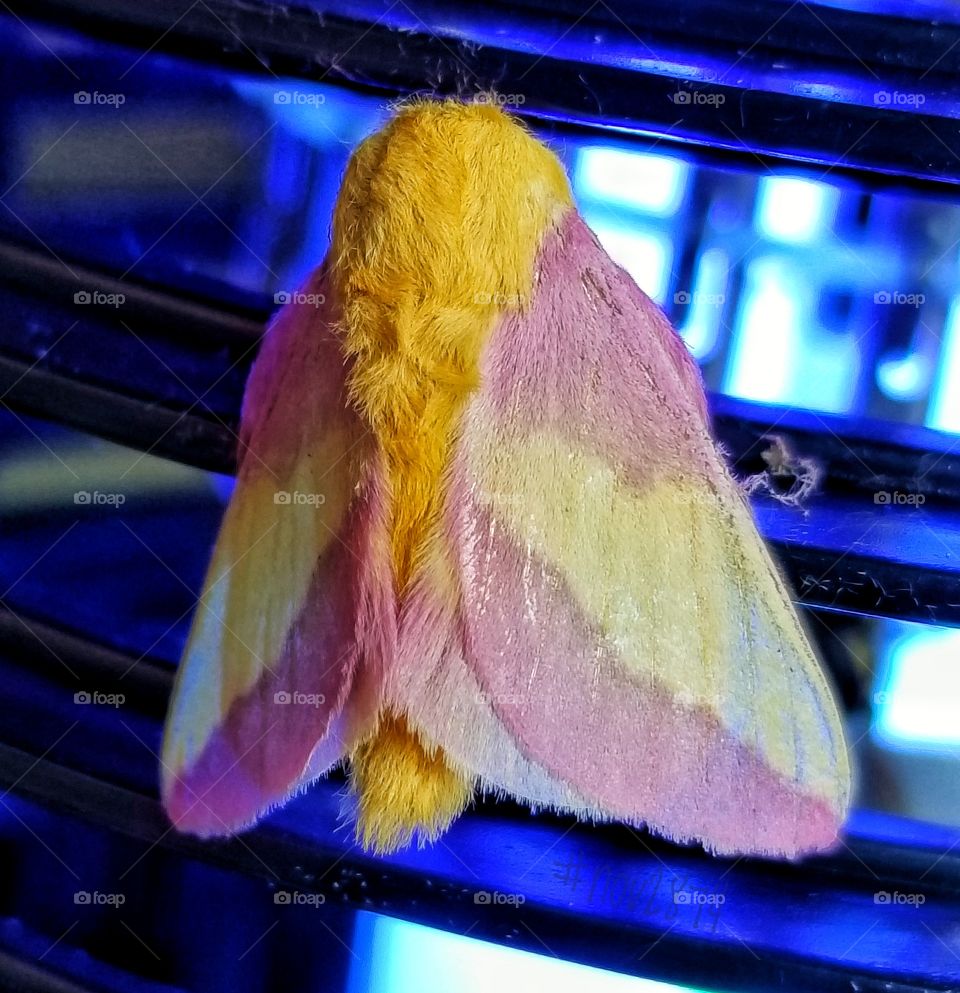 Dryocampa rubicunda, the rosy maple moth, is a small North American moth in the family Saturniidae, also known as the great silk moths. It was first described by Johan Christian Fabricius in 1793
