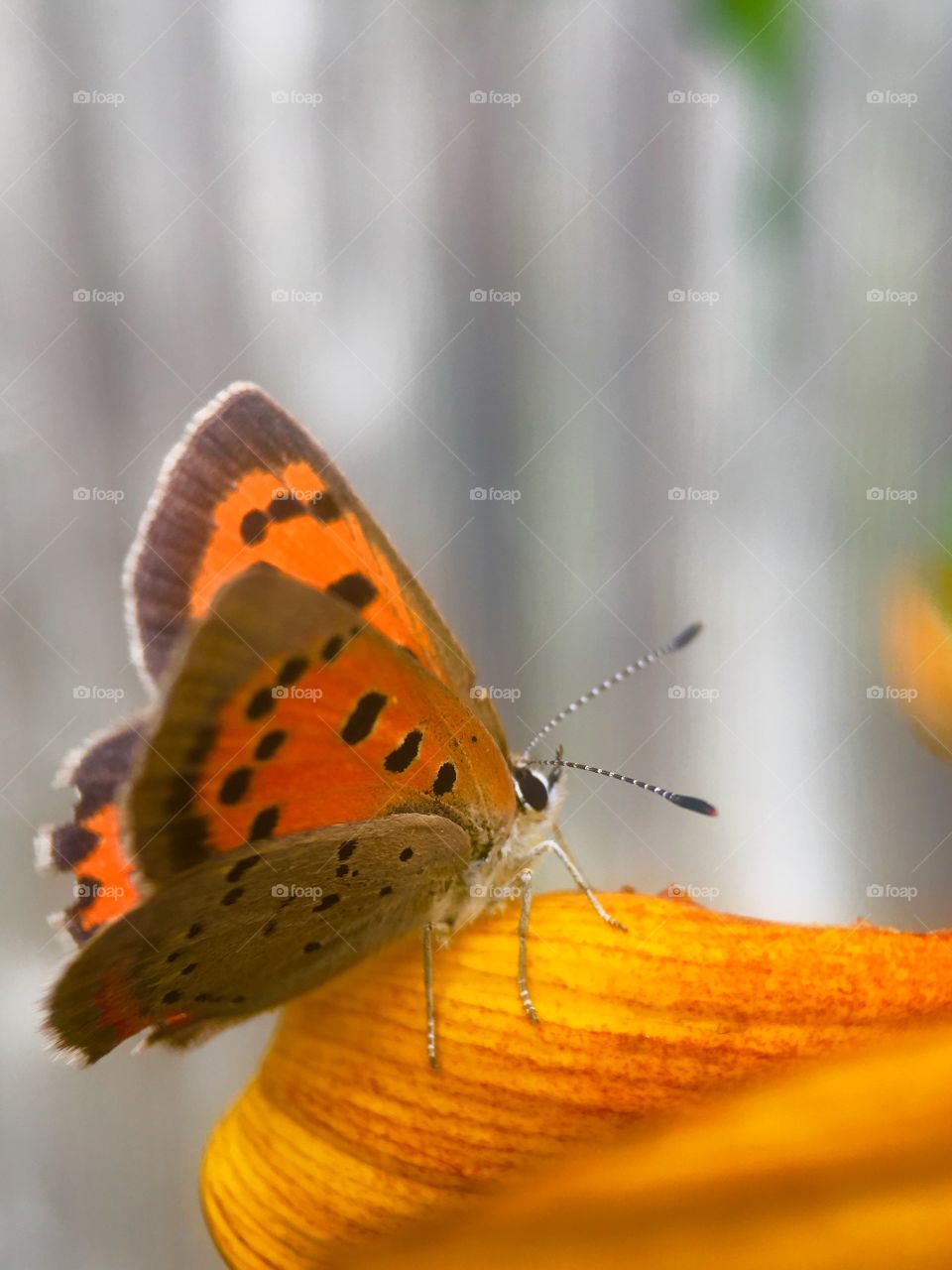 Close-up of butterfly on flower