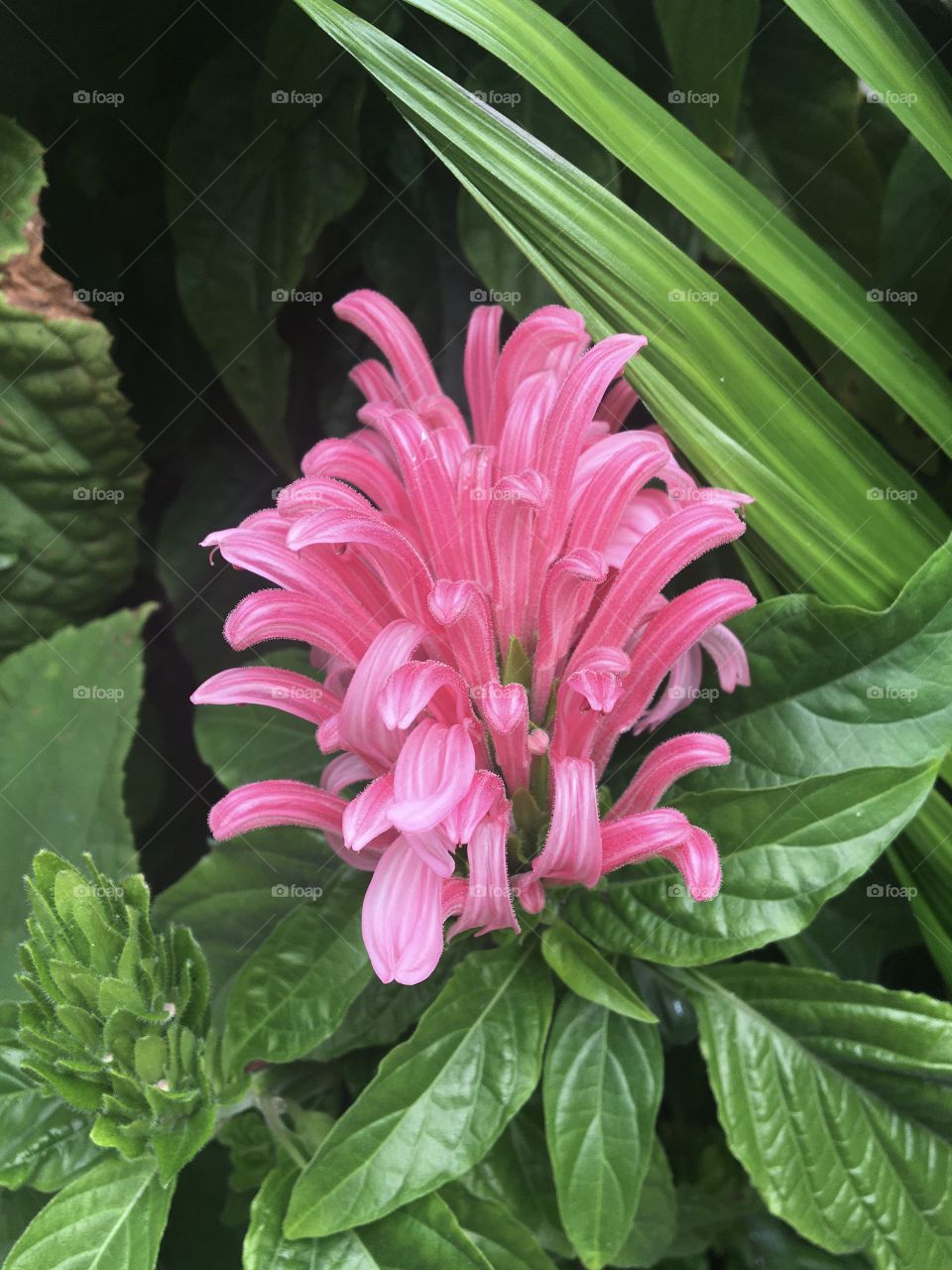 Pink tropical flower