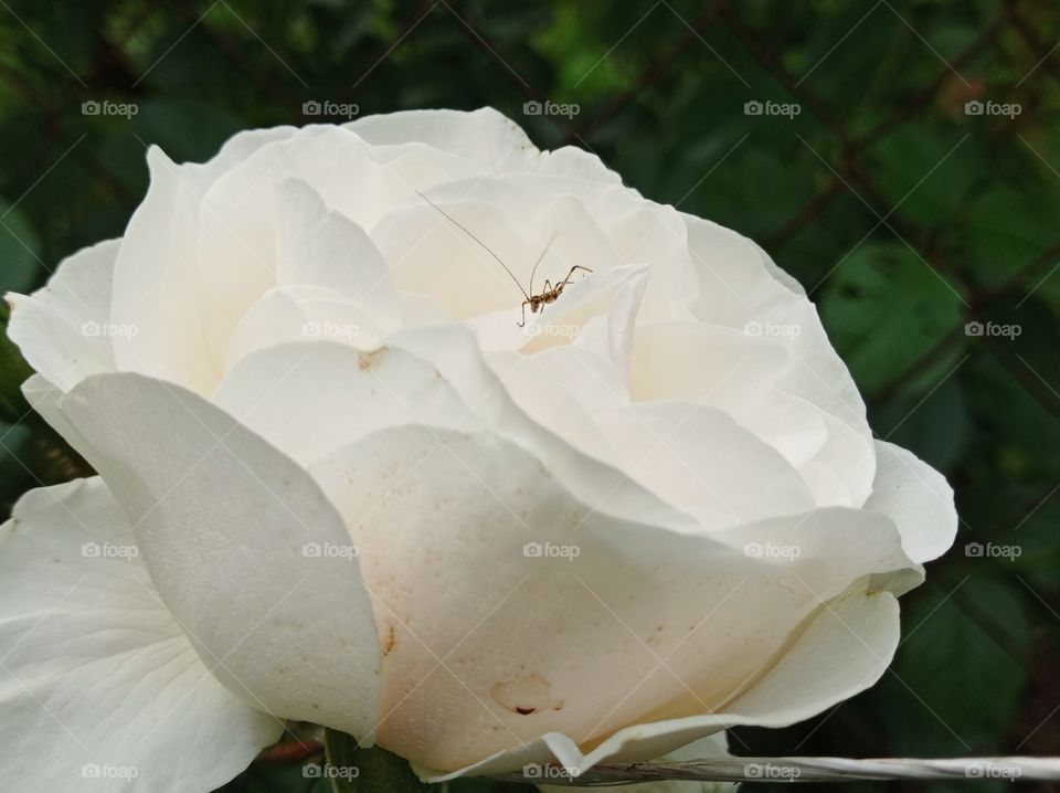 White-pink rose flower and insect.