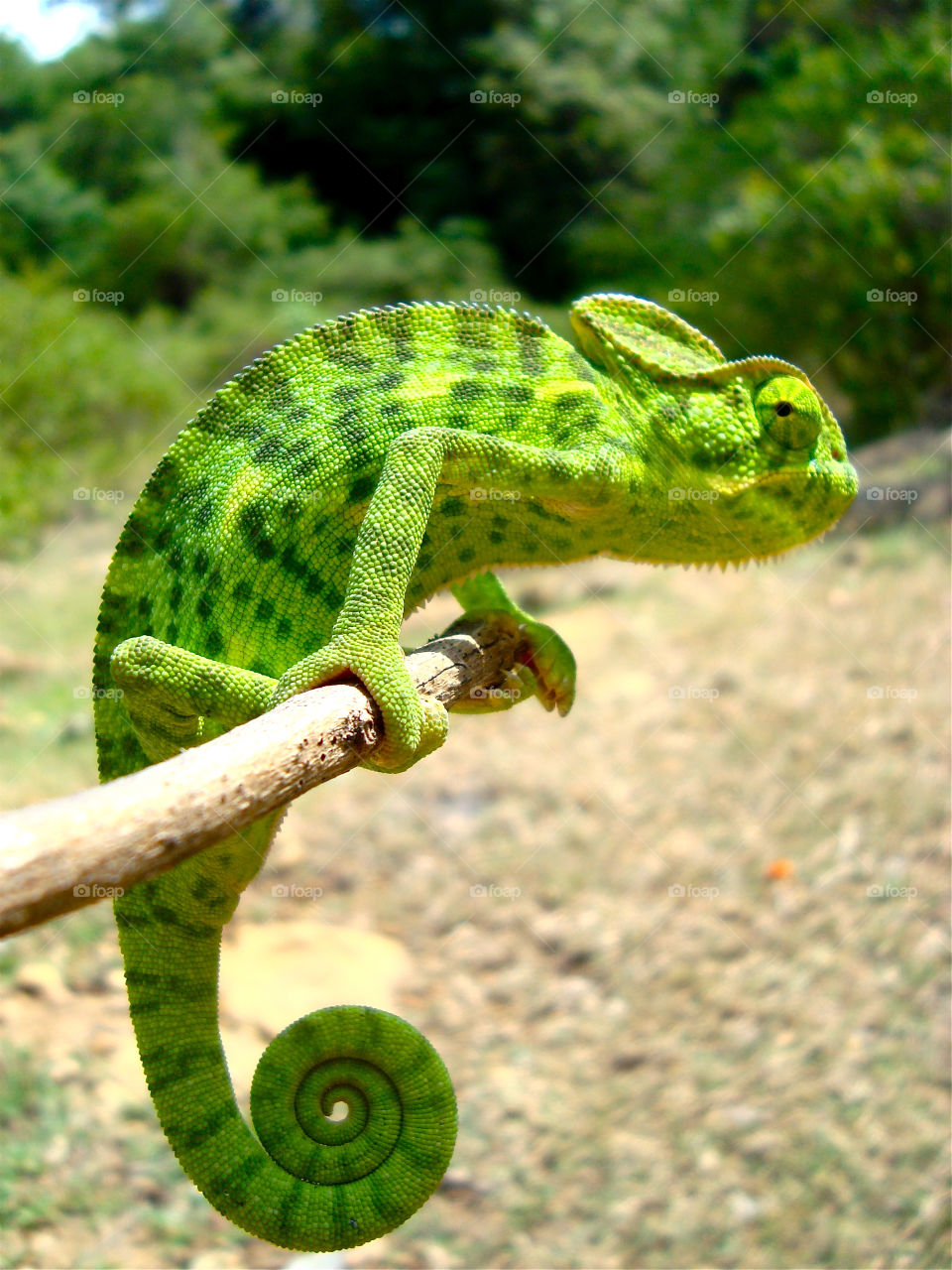 Green chameleon on branch