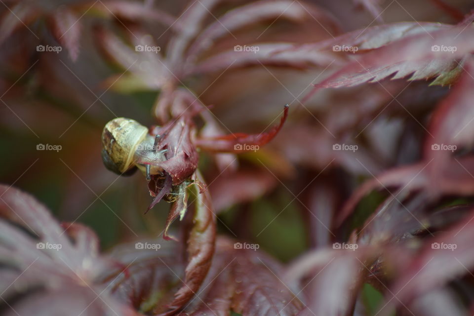 Snail on leaf