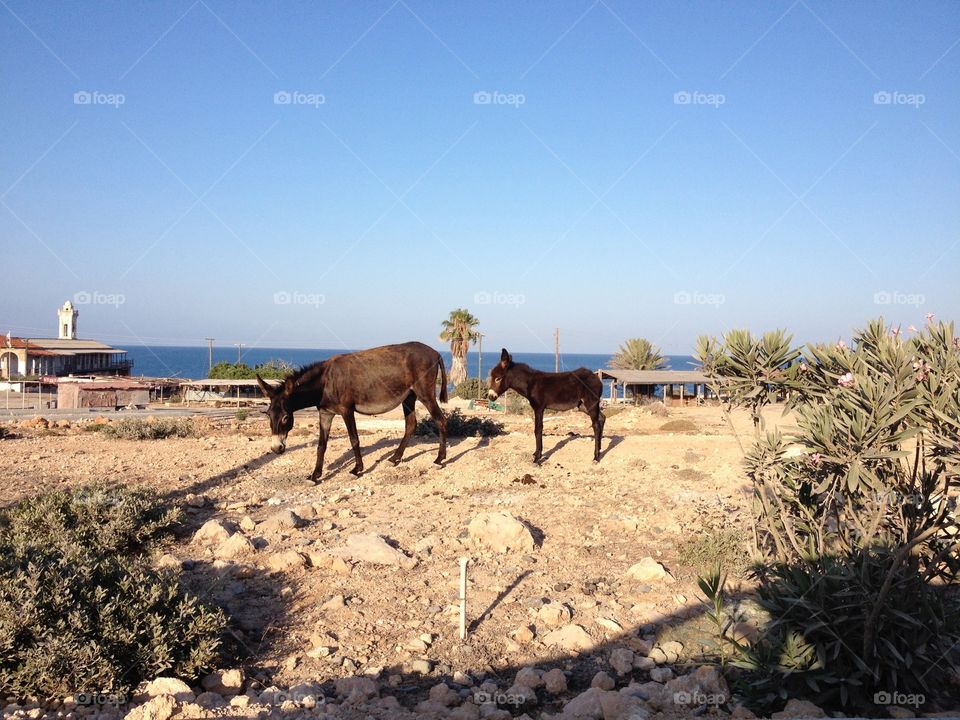 Cyprus donkey 