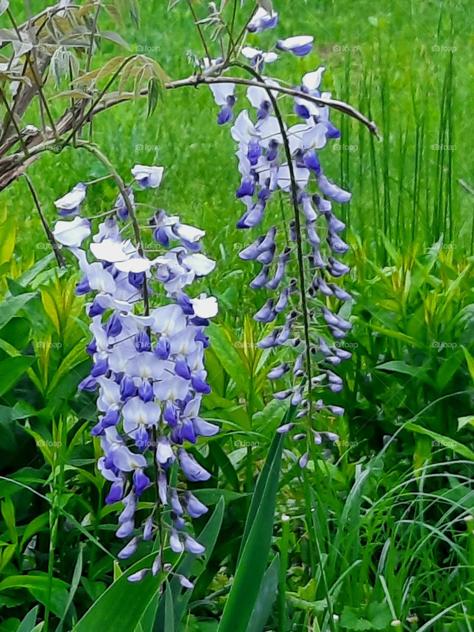 fresh  sprintime flowers  of  wistaria