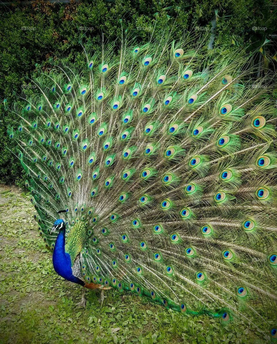 Peacock at Popcorn Zoo