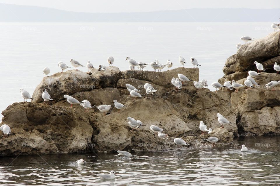 Seagulls on the rock