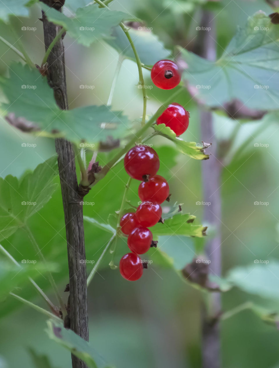 Berry, Fruit, Nature, Leaf, Food