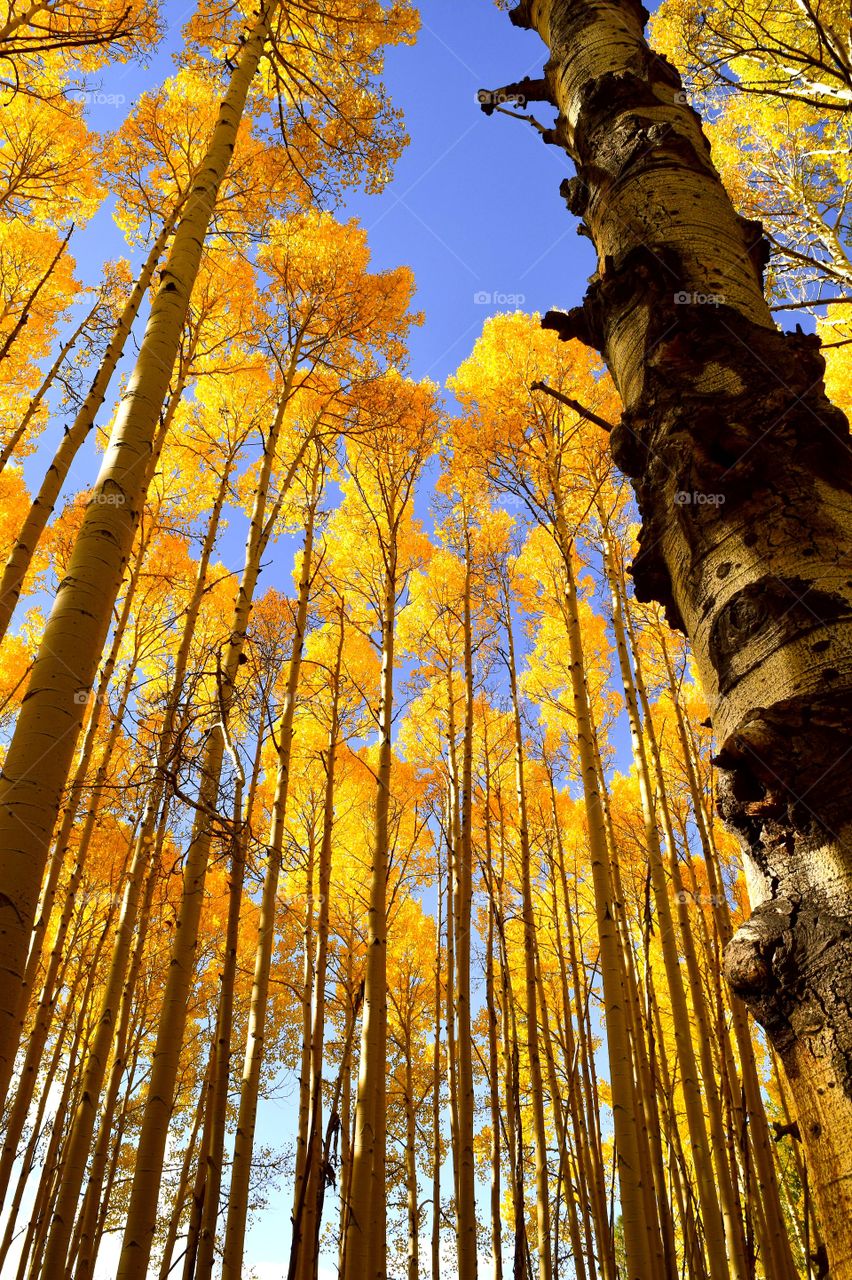 Tall Aspens reaching for the sky