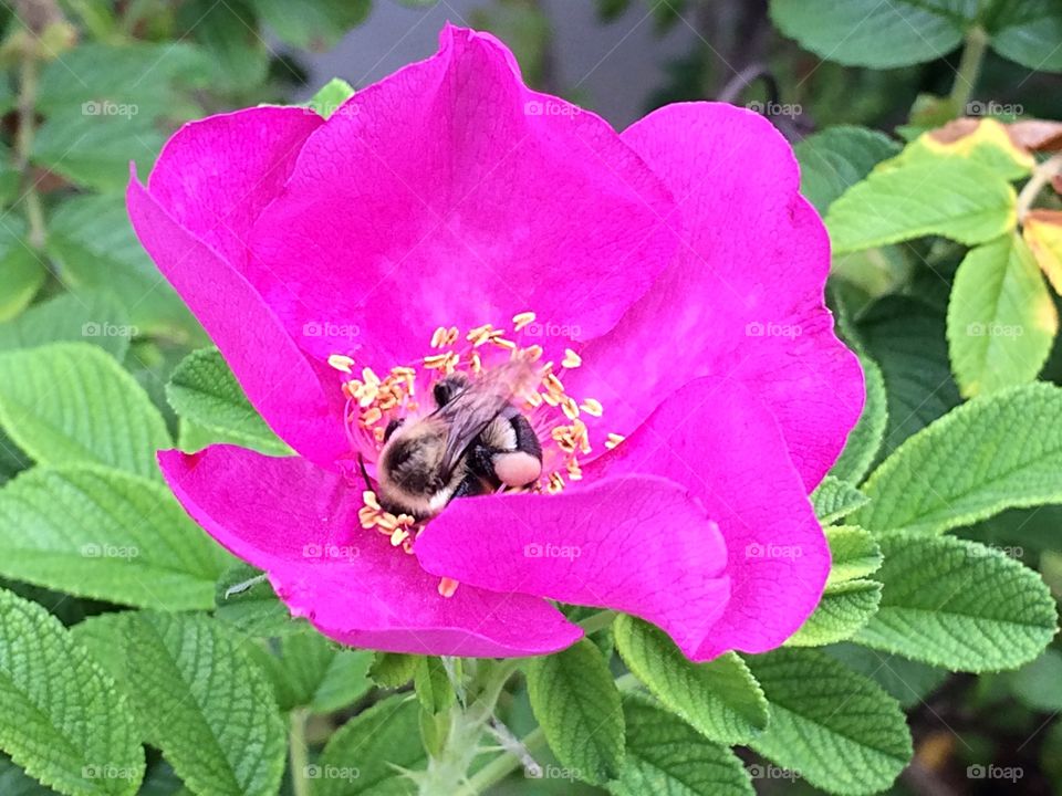 Wild rose and bumble bee 