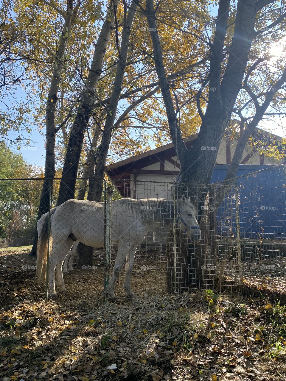 A horse alone