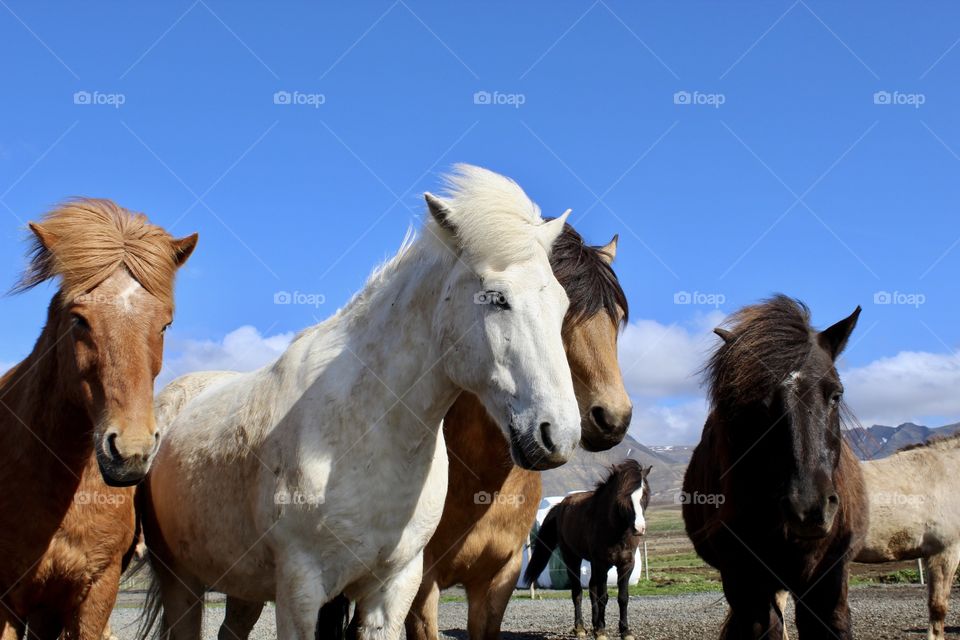 Icelandic horses braving the windy day just outside of Reykjavík iceland 