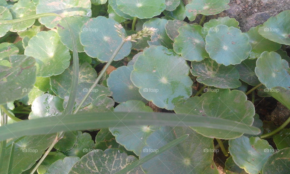 plant circle