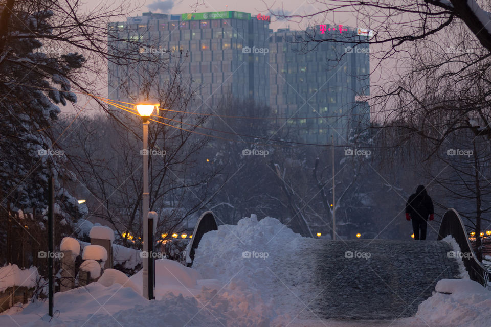 Winter night in the park