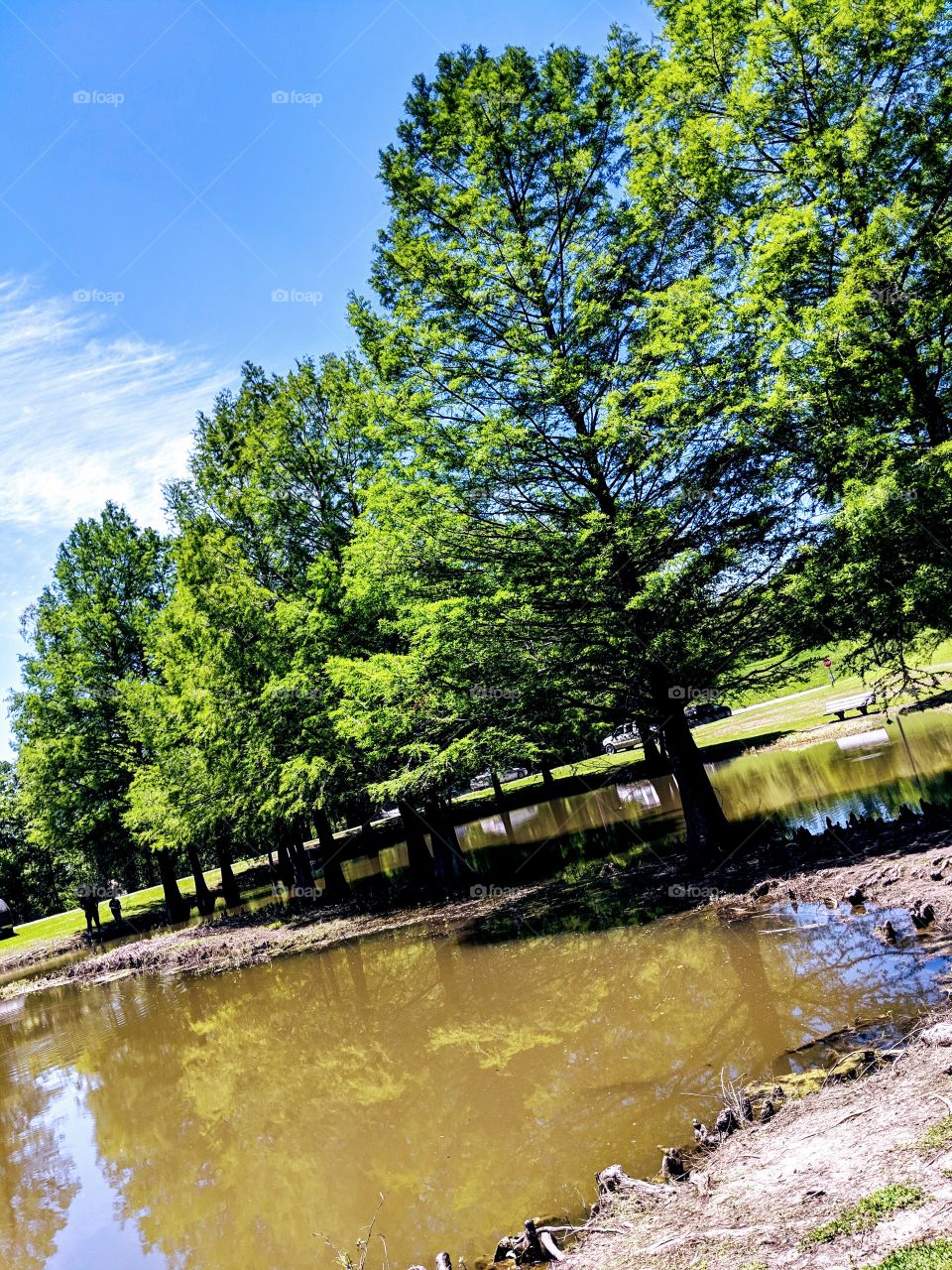 Trees, on the water, in full sun