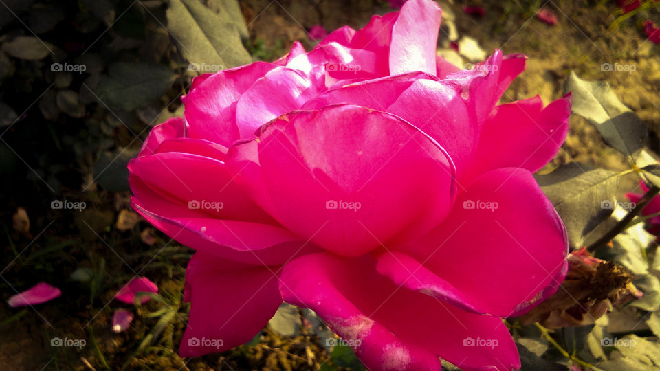 Beautiful Red Rose With Natural Background