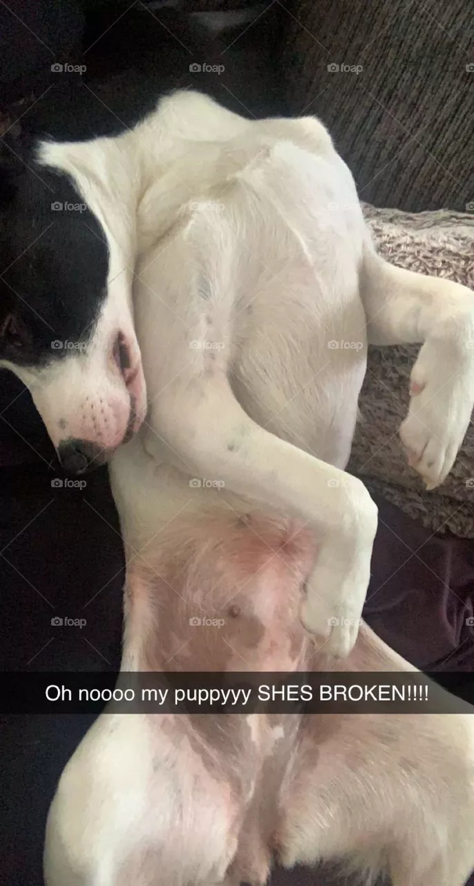 Awkward dog
