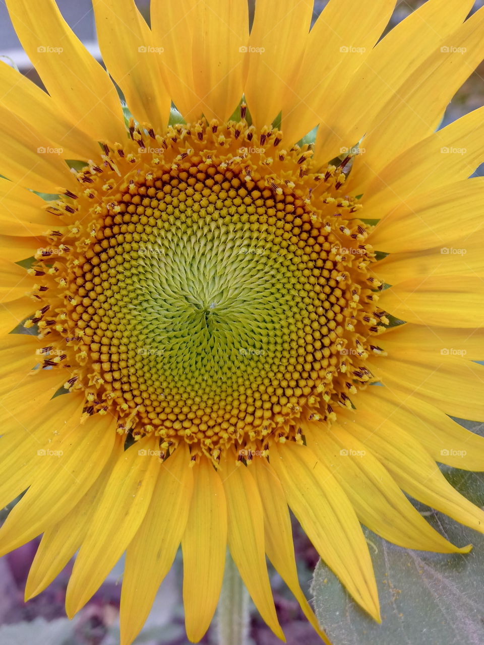 Macro Click of Sunflower.