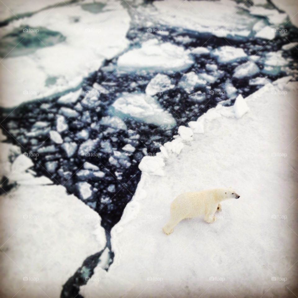 A polar bear roams the sea ice north of Svalbard, Norway. 